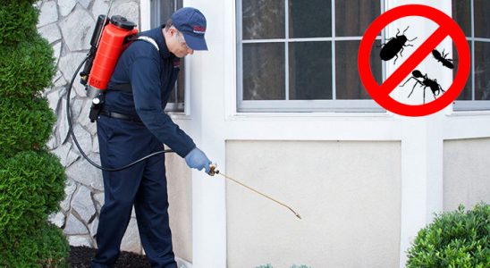 Sasalı Hamam Böceği İlaçlama böcek ilaçlama ve haşere kontrolü — ilaclama-tr.com